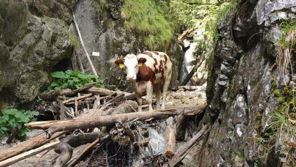 Jalovica sa zatúlala do náročného terénu ferraty v Slovenskom raji. Živú ju vrátiť späť nedokázali