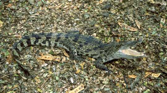 Na snímke krokodíl siamský.
