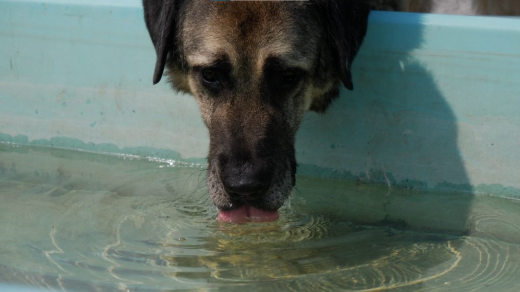 Extrémne horúčavy trápia aj zvieratá, náročnú situáciu zažívajú najmä psie útulky