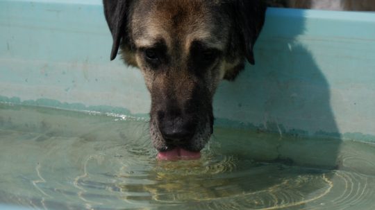 Pes pije vodu.