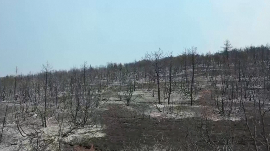 Zničené desaťtisíce hektárov lesa aj úrodnej pôdy.
