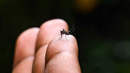 Ilustračná snímka komára tigrovaného.