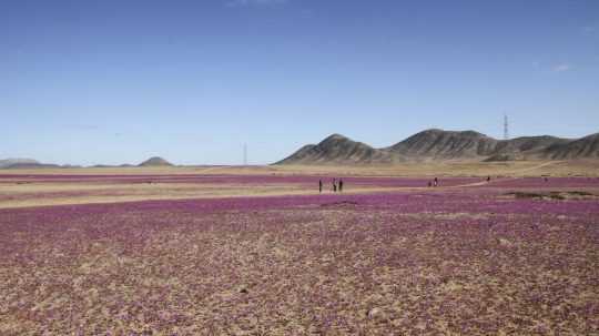 Rozkvitnutá púšť Atacama.