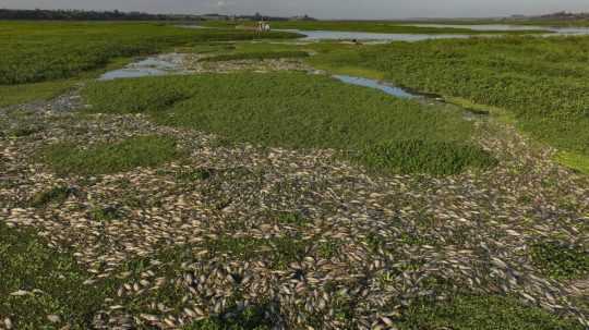 Na snímke uhynuté ryby na brazílskej rieke.