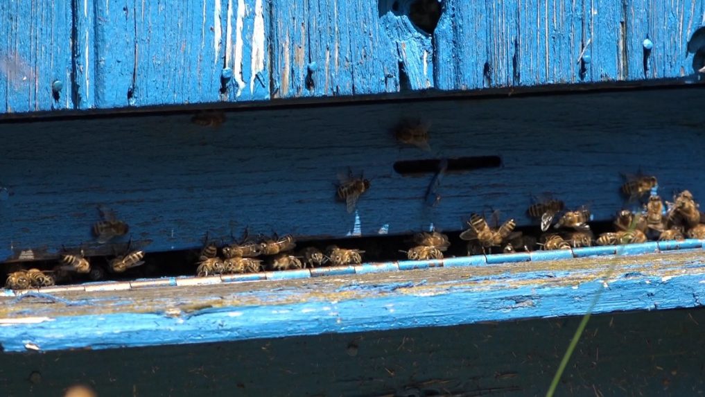 Včely musí prikrmovať, inak by neprežili. Pre sucho a vysoké teploty včelstvá hladujú