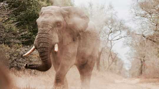 Ilustračná snímka slona.