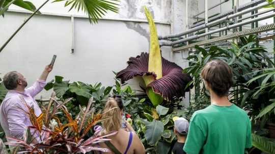 V bratislavskej botanickej záhrade rozkvitol vzácny kvet, tzv. zmijovec.