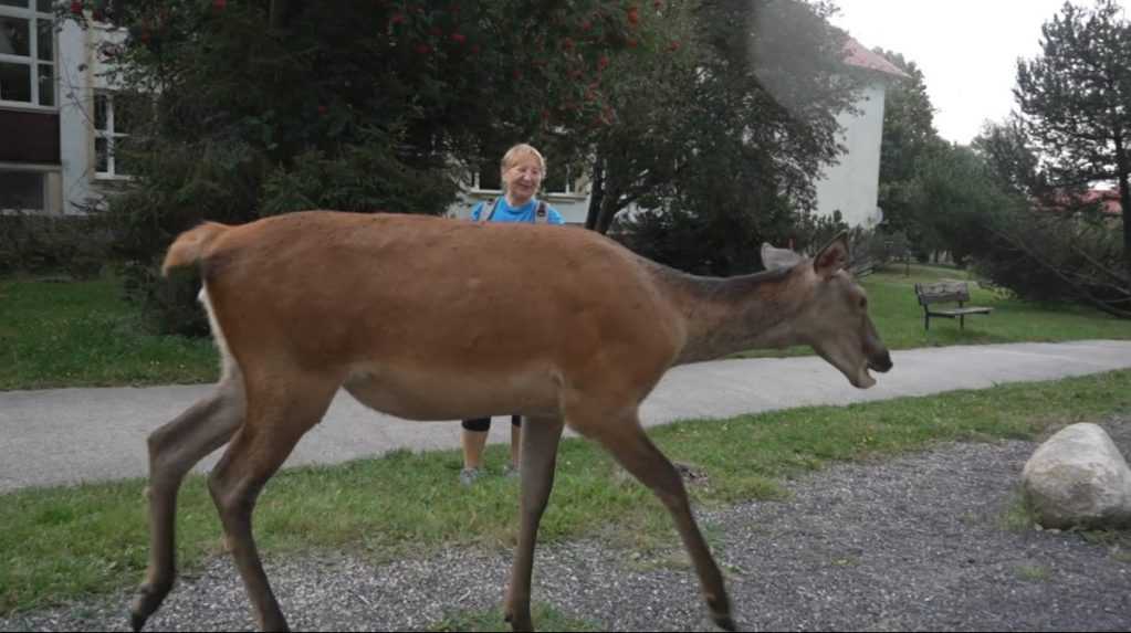 Vysoké Tatry trápia zdomácnené jelenice, primátor volá po riešení. Niektoré zvieratá skončia v „jelenej polepšovni“