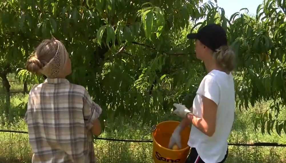 Privyrobiť na brigáde bez súhlasu inšpektorátu práce si môžu už aj pätnásťroční. Má to však svoje obmedzenia