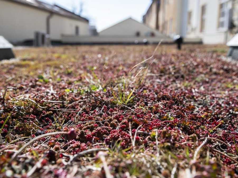 Čím viac zelených striech v mestách máme, tým sme lepšie adaptovaní na výkyvy počasia, tvrdí odborník