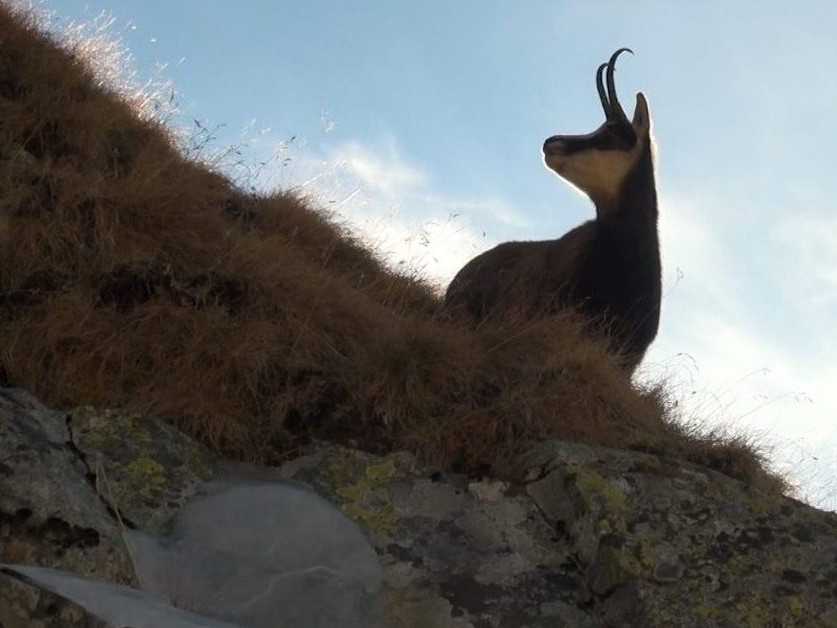 V Tatrách počítali kamzíky. Dobrovoľníkom pomáha aj aplikácia