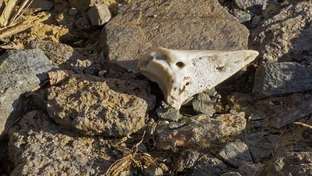 Amatérsky hľadač objavil na juhu Slovenska unikátny nález. Ide o milióny rokov starú časť tela živočícha