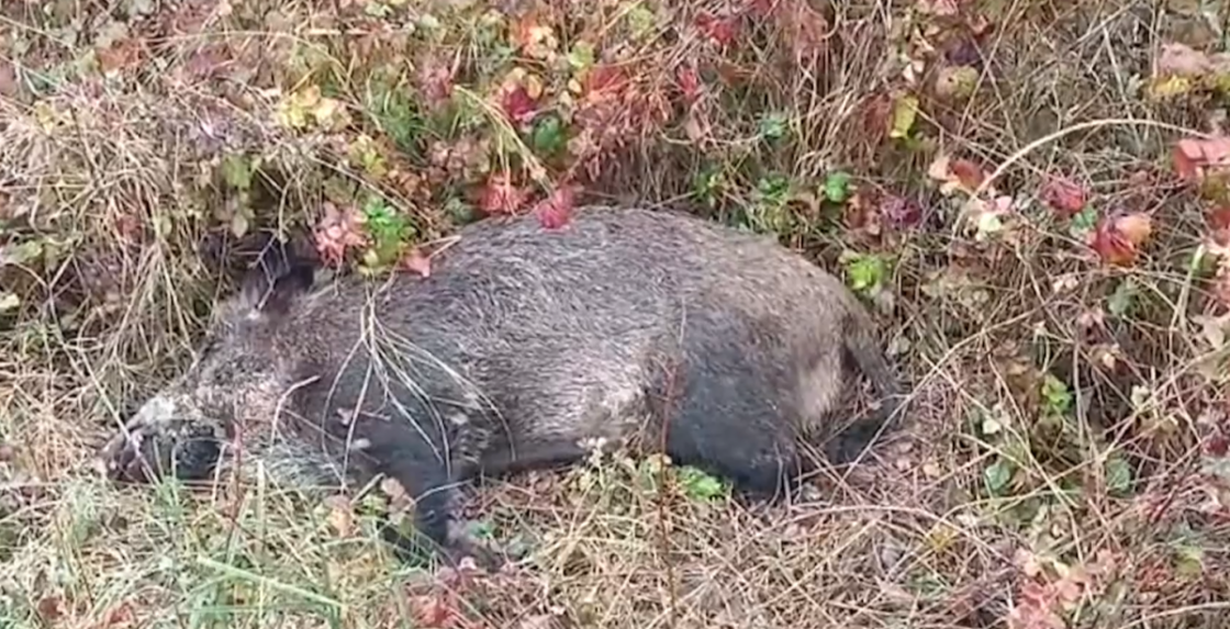 Pri Sebechleboch sa povaľovali uhynuté telá diviakov. Poľovníci ich po odstrele nechali na mieste niekoľko dní