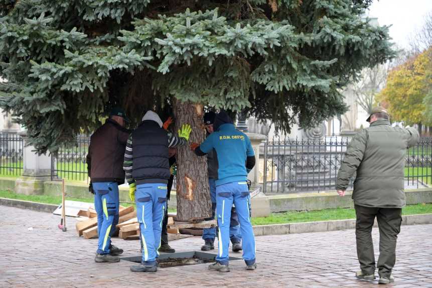 Osadenie vianoÃ„ÂnÃƒÂ©ho stromÃ„Âeka v KoÃ…Â¡iciach.