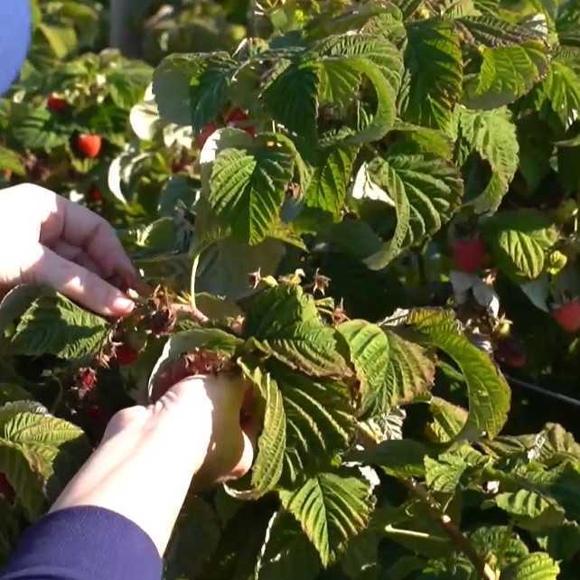 Tepla jeseň praje pestovateľom. Sezóna samozberov sa postupne predlžuje