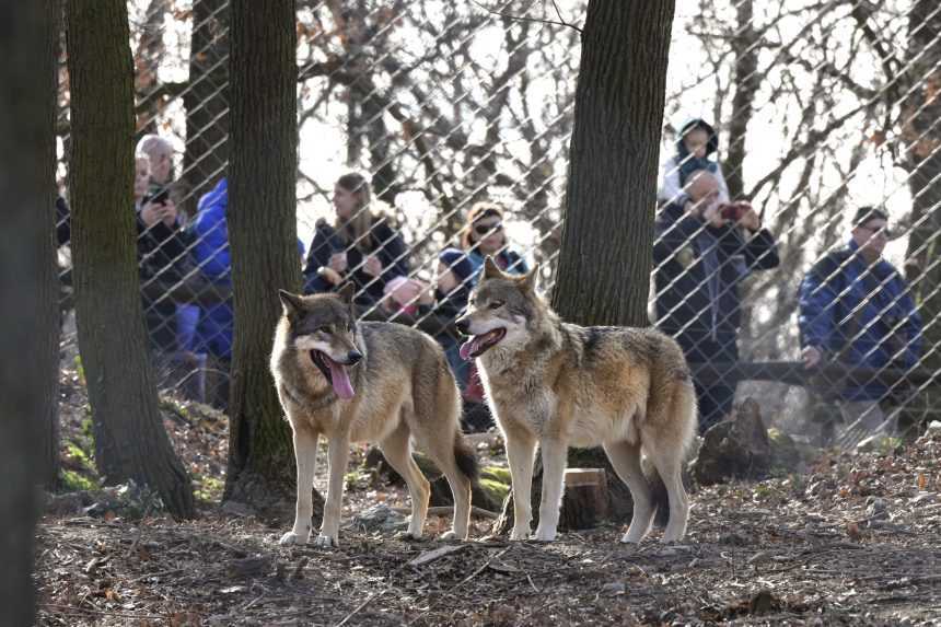 Vianoce cítia aj zvieratá v bratislavskej zoo. Takéto darčeky im chystajú chovatelia