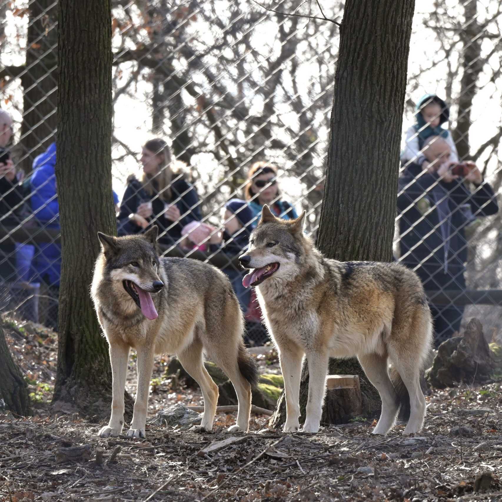 Vianoce cítia aj zvieratá v bratislavskej zoo. Takéto darčeky im chystajú chovatelia