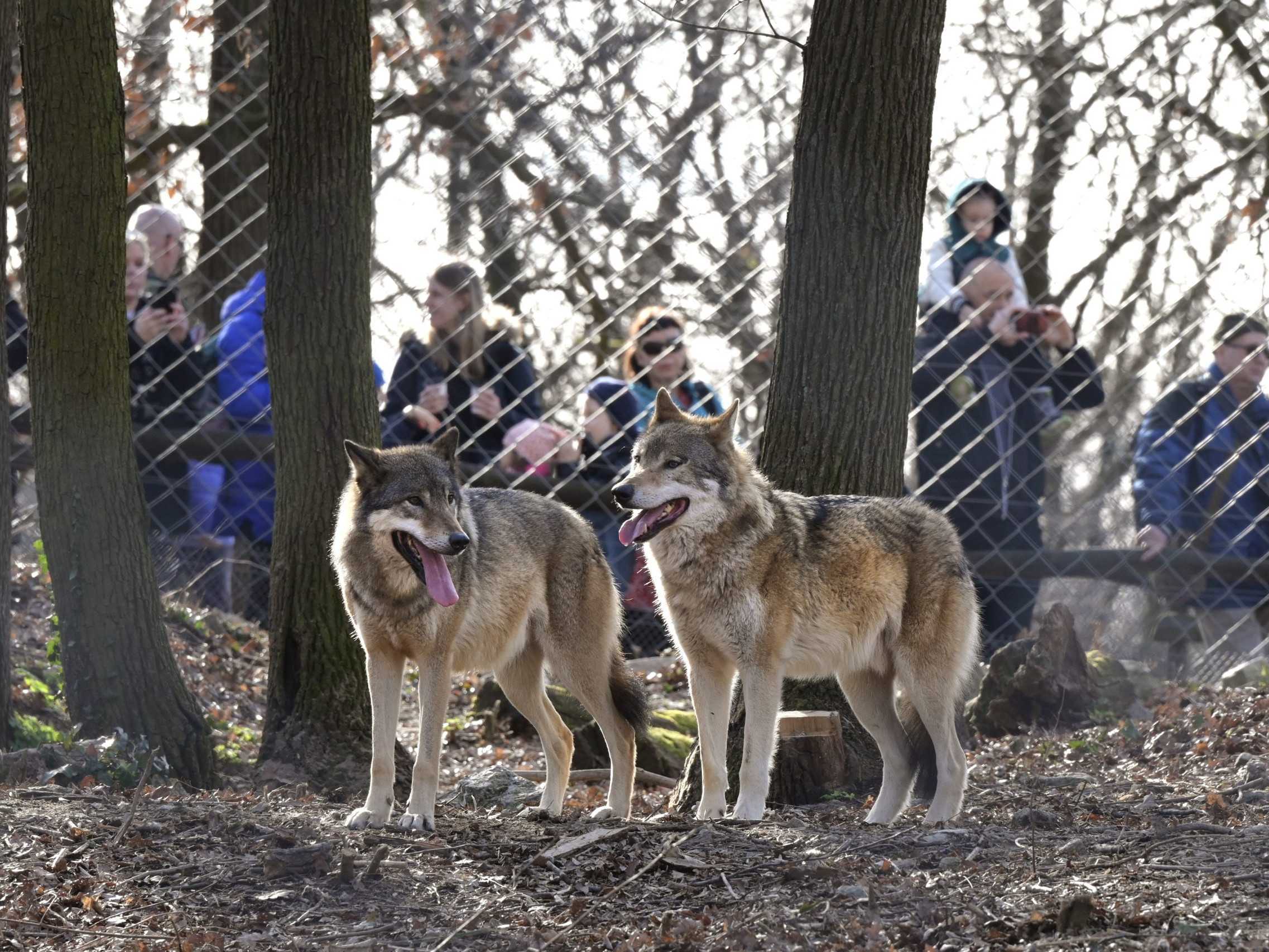 Vianoce cítia aj zvieratá v bratislavskej zoo. Takéto darčeky im chystajú chovatelia