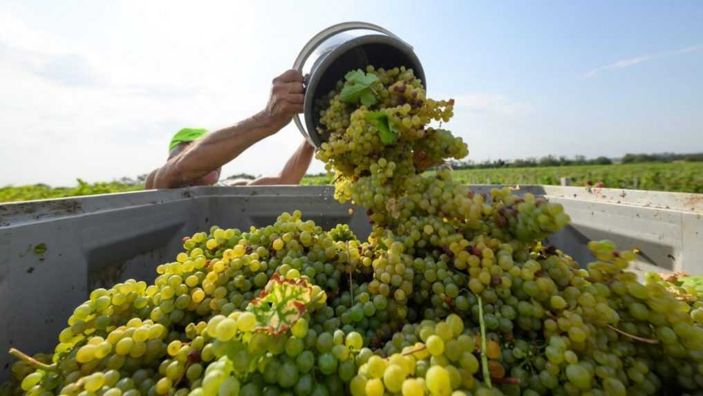 Vinári majú za sebou náročný rok: Pre mrazy, krupobitia a suchá bude slovenského vína znova menej