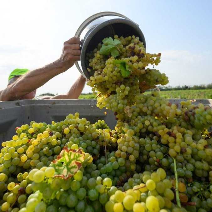 Vinári majú za sebou náročný rok: Pre mrazy, krupobitia a suchá bude slovenského vína znova menej