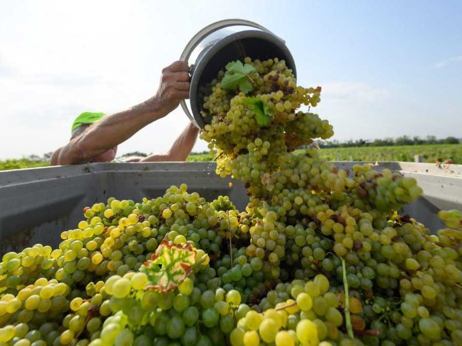 Vinári majú za sebou náročný rok: Pre mrazy, krupobitia a suchá bude slovenského vína znova menej