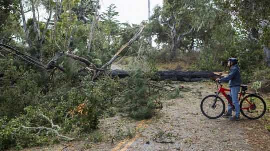 Cyklista pri vyvrátenom strome v Kalifornii.