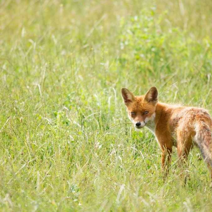 V Michalovciach sa vyskytol prípad besnoty u líšky. Poranila psa na dvore rodinného domu