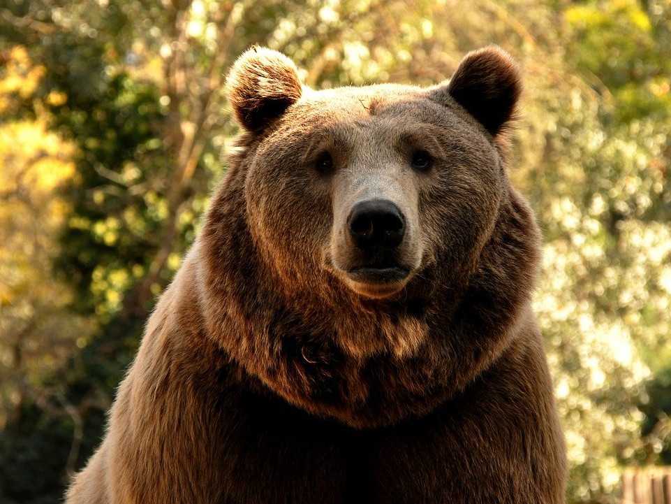 Na Poľane medveď napadol poľovníka, muž utrpel viaceré poranenia