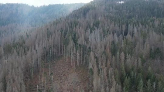 Ilustračná snímka lesa napadnutého lykožrútom.