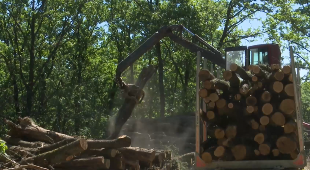 Ťažba dreva v nitrianskych lesoch sa miestnym nepáči. Prichádzajú o obľúbený turistický chodník